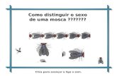 O sexo das moscas
