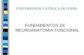 Neuroanatomia completa(1)