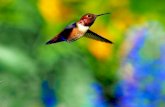 Hummingbird Os Pássaros são a natureza viva dizendo o quanto devemos ser feliz por termos liberdade.