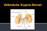 Glândula Supra-Renal (trabalho)