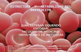 Estructura  y  metabolismo del eritrocito
