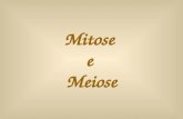 Mitose Meiose
