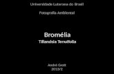 Bromelia - Tillandsia Tenuifolia