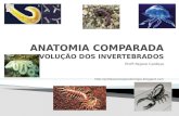 Anatomia comparada (evolução dos invertebrados)