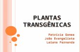 Biologia molecular   seminário - plantas transgênicas