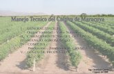 Manejo Tecnico Del Cultivo De Maracuya . C Ch