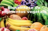 Biossintese de Pigmentos Vegetais