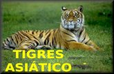 Os tigres asáticos