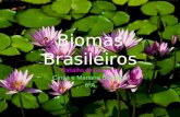 Biomas brasileiros, Mari e Cintia