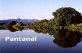 Pantanal V