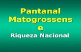 Imagens Pantanal