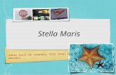 Stella maris