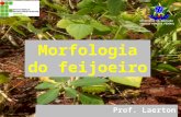Morfologia e Fenologia do Feijão