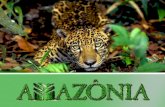 Ecologia - Bioma Amazônia