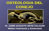 3. Osteologia Del Conejo