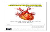 11126120 apostila-anatomia-sistema-circulatorio