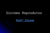 Aula de Sistema Reprodutor Humano (Eliane)