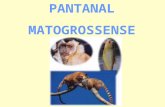 Geografia PPT - Pantanal Matogrosso