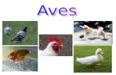 Aves As aves constituem uma classe de animais vertebrados, bípedes, homeotérmicos, ovíparos, caracterizados principalmente por possuírem penas, apêndices.