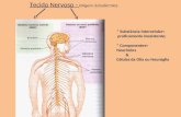 Tecido Nervoso - Origem: Ectodérmica * Substância intercelular= praticamente inexistente; * Componentes= Neurônios & Células da Glia ou Neuróglia.