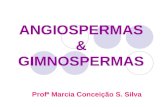 ANGIOSPERMAS & GIMNOSPERMAS Profª Marcia Conceição S. Silva.