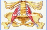 Tecido Muscular. O tecido muscular é constituído por células alongadas, altamente especializadas e dotadas de capacidade contrátil, denominadas fibras.
