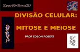 DIVISÃO CELULAR: MITOSE E MEIOSE PROF EDSON ROBERT.