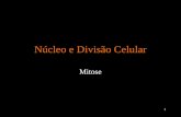 1 Núcleo e Divisão Celular Mitose. 2 Núcleo Celular Portador dos fatores hereditários e controlador das atividades metabólicas.