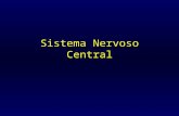 Sistema Nervoso Central. SISTEMA NERVOSO O sistema nervoso capacita o organismo a perceber as variações do meio (interno e externo), a difundir as modificações.