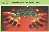MEMBRANA PLASMÁTICA. Funções Proteção Permeabilidade Seletiva Composição Química Lipídeos Proteínas Propriedades Elasticidade Regeneração MEMBRANA PLASMÁTICA.