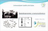 Universidade Católica de Goiás Bandeamento cromossômico Cláudio C. Silva, M.Sc.