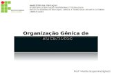 Organização Gênica de Eucariotos Profª Marília Scopel Andrighetti.