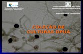 COLEÇÃO DE CULTURAS DPUA Universidade Federal do Amazonas Instituto de Ciências Biológicas-ICB Departamento de Parasitologia Centro de Referência em Informação.