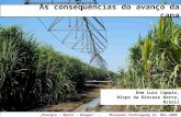As conseqüências do avanço da cana Dom Luiz Cappio, Bispo da Diocese Barra, Brasil Energie – Macht – Hunger – Misereor Fachtagung 14. Mai 2009.