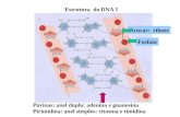 Estrutura do DNA I Purinas: anel duplo: adenina e guanosina Pirimidina: anel simples: citosina e timidina Acucar: ribose Fosfato.