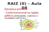 RAIZ (II) – Aula 08 Estrutura primária - Corte transvesal na região pilífera (EPIDERME, CÓRTEX E CILINDRO CENTRAL)