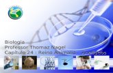 Biologia Professor Thomaz Nagel Capítulo 24 : Reino Animalia – Anelídeos.