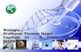 Biologia Professor Thomaz Nagel Capítulo 05 : A célula (Núcleo celular)