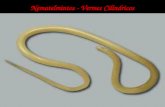 Nematelmintos - Vermes Cilíndricos. O filo Aschelminthes (do grego askos, pequeno saco, envoltório, e helmins, verme) é um dos maiores filos da Zoologia.