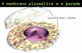 A membrana plasmática e a parede celular. O ramo da Biologia que se dedica ao estudo da célula é a Citologia (do grego citos, célula; logos, estudos,