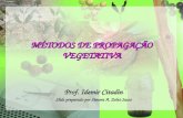 MÉTODOS DE PROPAGAÇÃO VEGETATIVA Prof. Idemir Citadin Slids preparado por Simone A. Zolet Sasso.