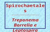 Spirochaetales ~~~~~~~~~~~~~~~~~~ Treponema Borrelia e Leptospira.