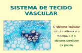 SISTEMA DE TECIDO VASCULAR O sistema vascular inclui o xilema e o floema = é o sistema condutor da planta.