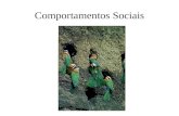 Comportamentos Sociais. Comportamento social: introdução Comportamento social interacções sociais entre membros da mesma espécie; ambiente social. Equilíbrio.