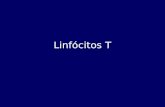 Linfócitos T. Sistema Imune (SI) Adquirido Linfócitos.