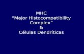 MHC Major Histocompatibility Complex & C©lulas Dendr­ticas