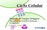 Rafaela de Vargas Ortigara Disciplina de Genética Humana 15/08/2002 Ciclo Celular.