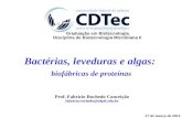 Bactérias, leveduras e algas: biofábricas de proteínas Prof. Fabricio Rochedo Conceição fabricio.rochedo@ufpel.edu.br 27 de março de 2012 Graduação em.