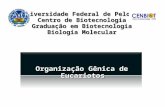 Universidade Federal de Pelotas Centro de Biotecnologia Graduação em Biotecnologia Biologia Molecular Organização Gênica de Eucariotos.