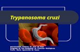 Trypanosoma cruzi Universidade Federal de Juiz de Fora Programa de Pós-Graduação em Ciências Biológicas Profa. Maria Aparecida de Souza.